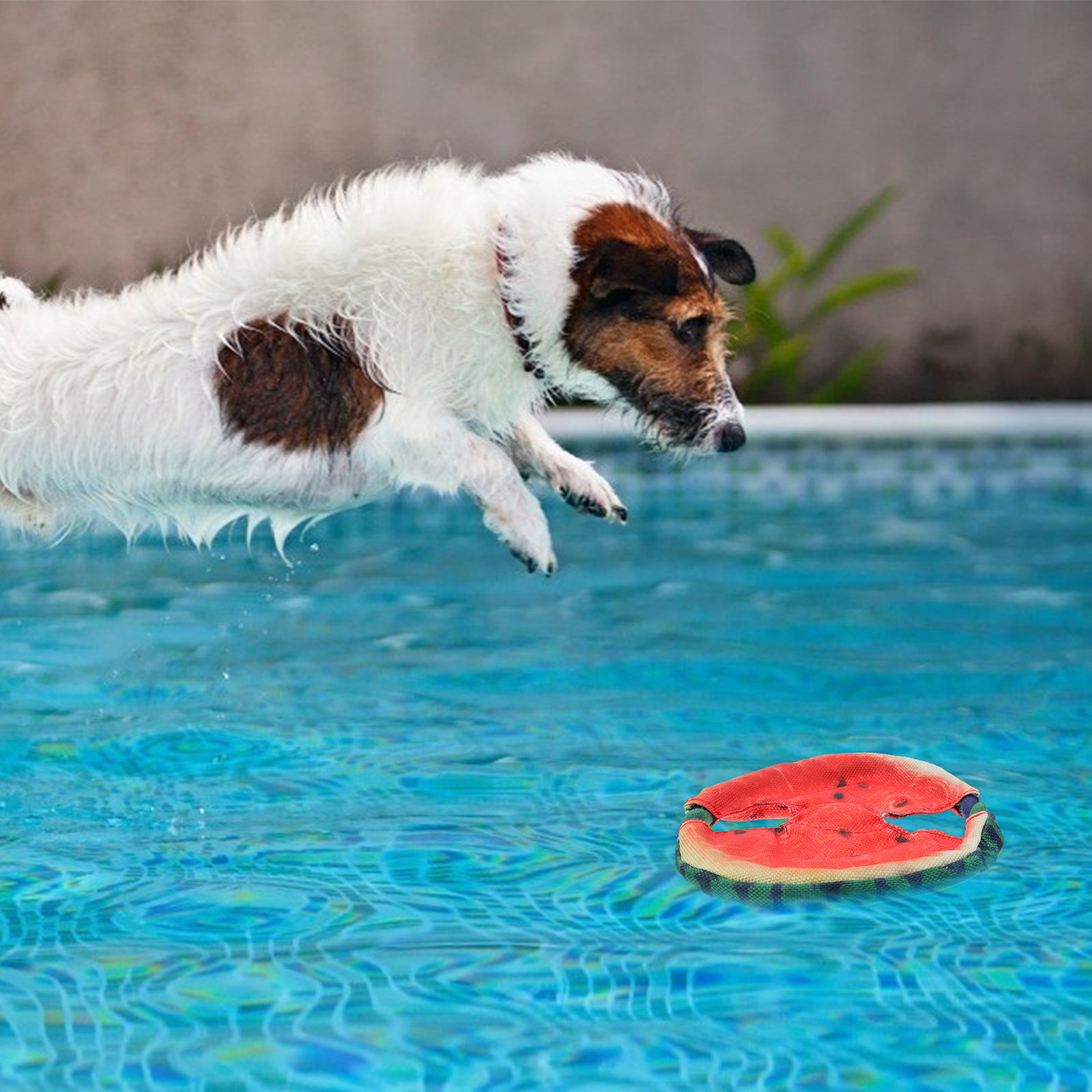 จานร่อนสำหรับสุนัข ลายแตงโมลอย - Flying Disc Dog Training Toy บทวิจารณ์และราคา
